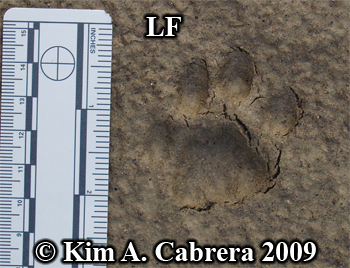 Left front paw print of a bobcat. Photo
                      copyright Kim A. Cabrera 2009.