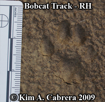 Bobcat track right hind. Photo copyright Kim
                      A. Cabrera 2009.