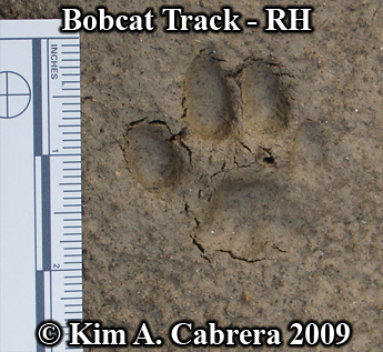 Right hind paw print of a bobcat. Photo
                      copyright Kim A. Cabrera 2009.