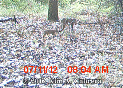 bobcat and her cub