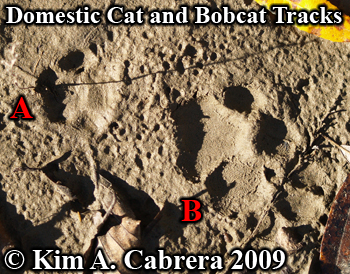 View of bobcat and domestic cat tracks near
                      each other. Photo copyright Kim A. Cabrera 2009.