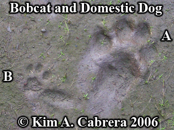 Bobcat and domestic dog tracks side by side.
                      Photo copyright Kim A. Cabrera 2006.