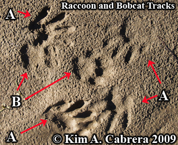 Raccoon and bobcat tracks. Photo copyright
                      Kim A. Cabrera 2009.