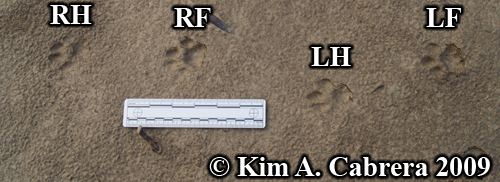 Bobcat
                      track gait sequence. Photo copyright Kim A.
                      Cabrera 2009.