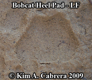 Heel
                      or plantar pad of a bobcat foot. Photo copyright
                      Kim A. Cabrera 2009.