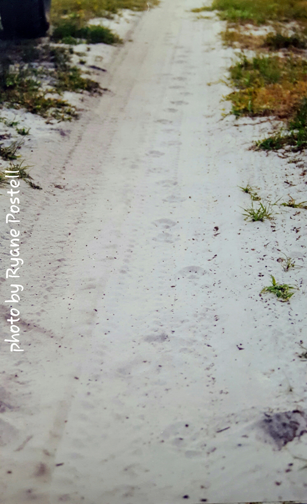 bobcat overstep walk