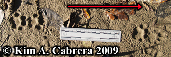 Bobcat overstep walk. Photo copyright Kim A.
                      Cabrera 2009.