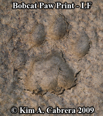 Left front print of a bobcat. Photo copyright
                      Kim A. Cabrera 2009.