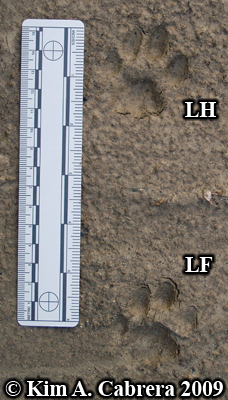 Left front and hind bobcat tracks. Photo
                      copyright Kim A. Cabrera 2009.