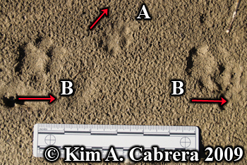 Bobcat and domestic cat paw prints. Photo
                      copyright Kim A. Cabrera 2009.