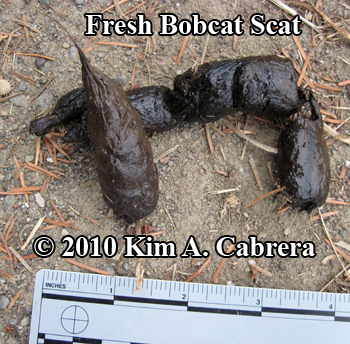 fresh
                  bobcat scat, or dropping, found at the edge of a dirt
                  road. Photo by Kim A. Cabrera.