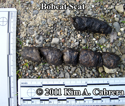 typical bobcat scat appearance