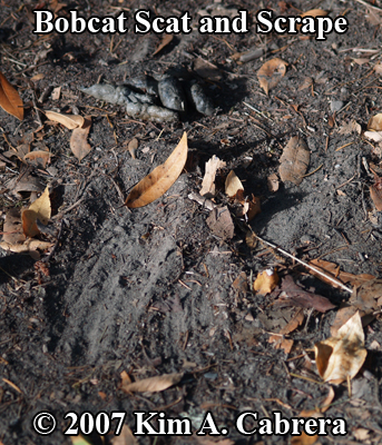 bobcat scat in a scrape