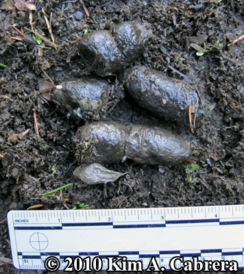 close up of scat from scrape above