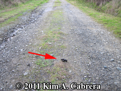 placement of bobcat scat on dirt road