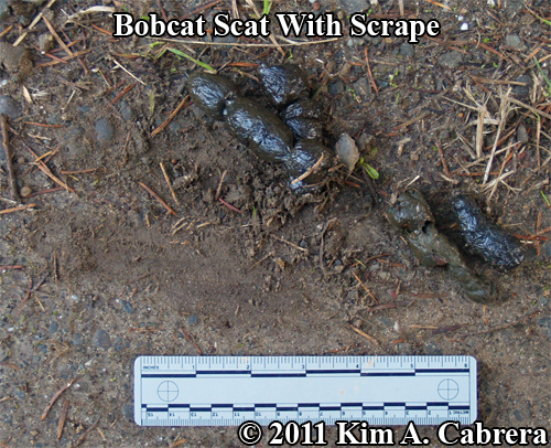 bobcat scat with a large scrape