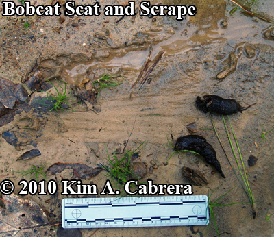 Bobcat
                  scat and scrape in mud, with tracks. Photo by Kim A.
                  Cabrera.