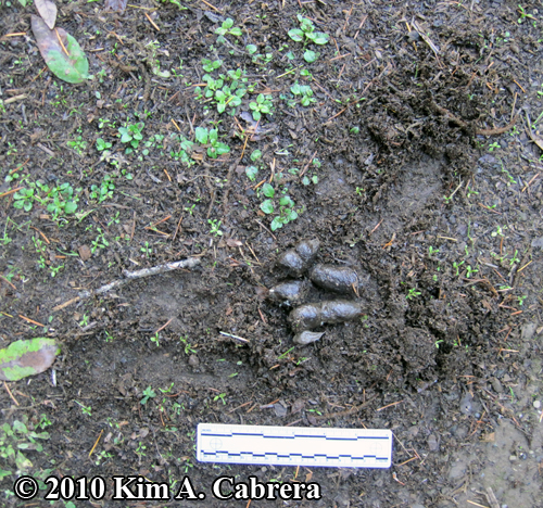 bobcat scat with lots of scrape activity