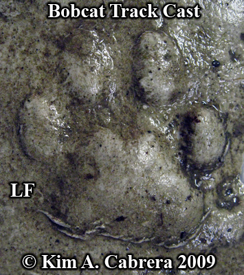 Beautiful cast of a left front bobcat track.
                      Photo copyright Kim A. Cabrera 2009.