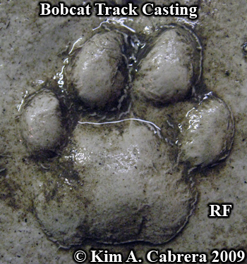 Excellent right front track cast of a bobcat.
                      Photo copyright Kim A. Cabrera 2009.