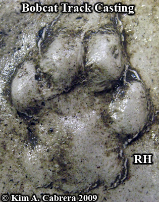 Bobcat right hind track cast. Photo copyright
                      Kim A. Cabrera 2009.