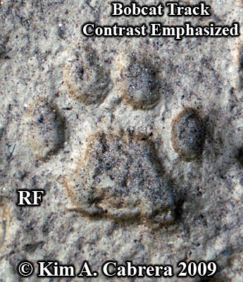 Right front bobcat track with contrast
                      emphasized. Photo copyright Kim A. Cabrera 2009.
