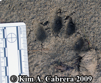 Bobcat track with deep toe impressions. Photo
                      copyright Kim A. Cabrera 2009.