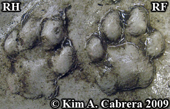 Very nice casting of bobcat tracks. Photo
                      copyright Kim A. Cabrera 2009.
