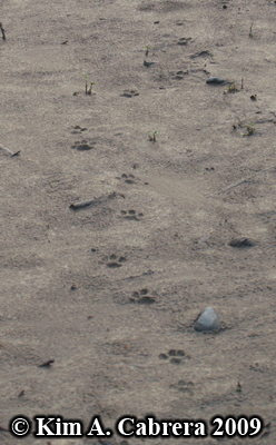 Bobcat trail. Photo copyright Kim A. Cabrera
                      2009.