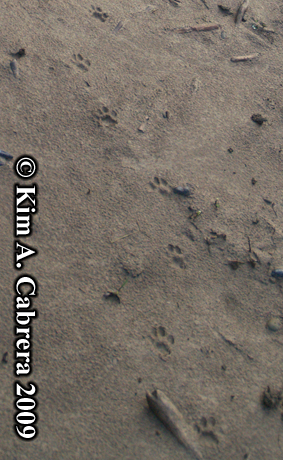 Bobcat trail. Photo copyright Kim A. Cabrera
                      2009.