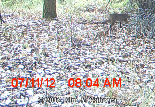 bobcat and cub