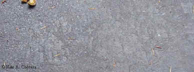 Boot tracks in concrete at Humboldt Redwoods
                    State Park, California.