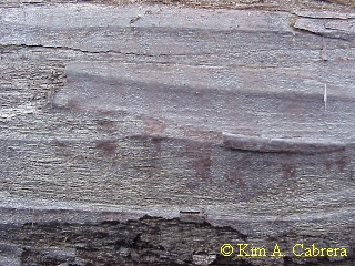 Track on a log.