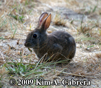 brush rabbit eating grass. Photo by Kim A.
                    Cabrera