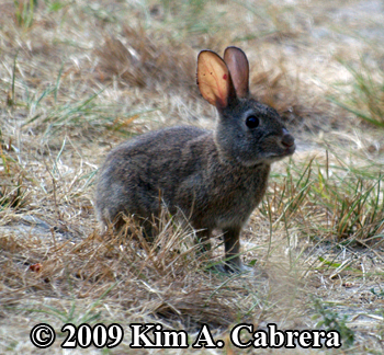 brush rabbit sniffing the air. Photo by Kim A.
                    Cabrera