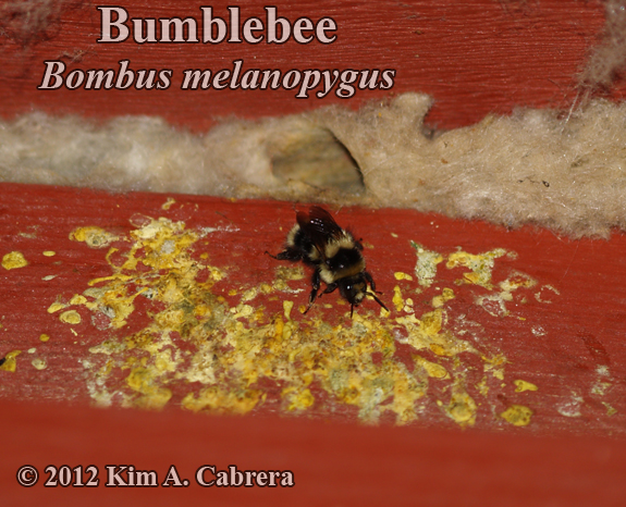 bumblebee at its nest entrance