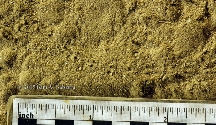caterpillar tracks