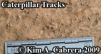 caterpillar trail