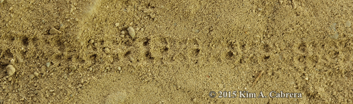 caterpillar tracks