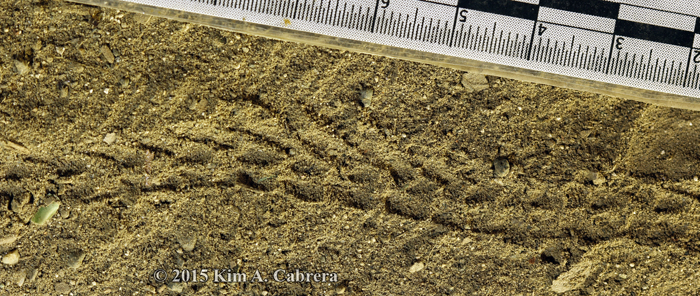 caterpillar tracks in dust