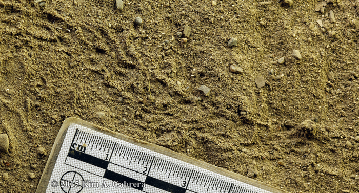 caterpillar tracks in dust