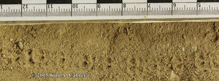 caterpillar tracks in dust