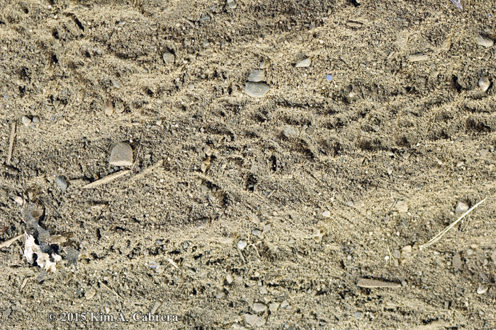 caterpillar tracks and sowbug
                  tracks