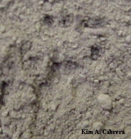 Chipmunk hind print.
          Found in Burlington Campground - Humboldt Redwoods State Park,
          July 13, 1999.
