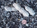 Mountain lion scat