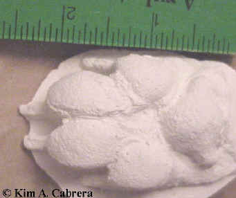 Coyote front foot cast.