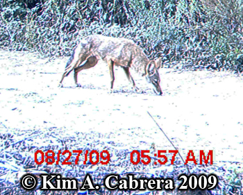 Coyote. Photo copyright 2009 by Kim A. Cabrera.