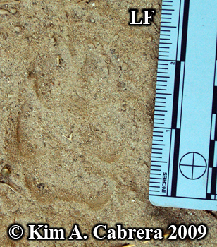Coyote track left front foot. Photo copyright by Kim A. Cabrera 2009.
