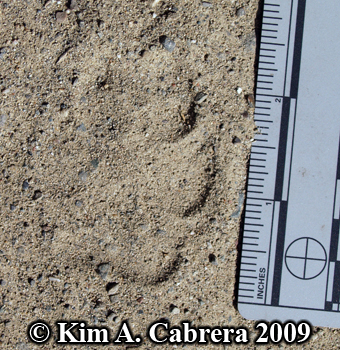 Coyote track front paw. Photo copyright by Kim A. Cabrera 2009.