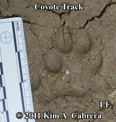 left
                    front coyote track